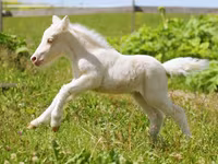 Aygʻir, American shetland pony — 3-rasm