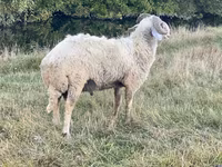 Qoʻchqor, Karakul sheep — 3-rasm