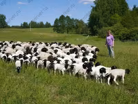 Qoç, Dorper sheep — foto 2