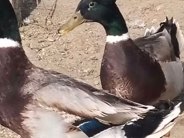 Ducks