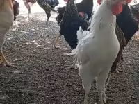 Chickens — foto 4