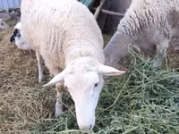 公羊, Romanov sheep — 照片 1