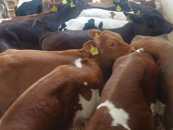 Bulle, Simmental cattle