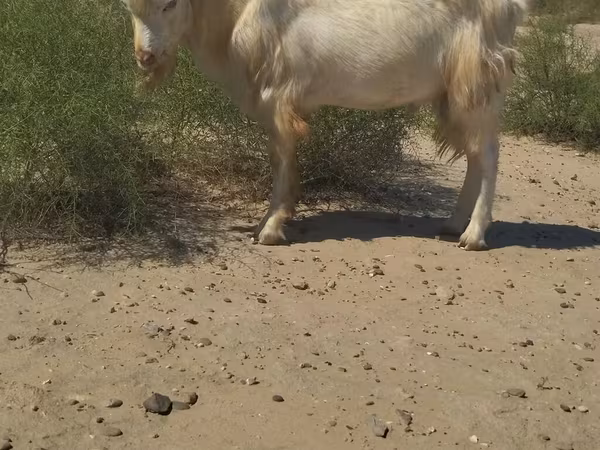 公山羊, Goats