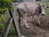 Сиыр, Ірі қара — 1-сурет