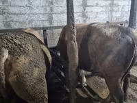 公牛, Cattle — 照片 3