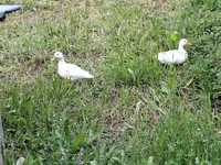 Ducks — Foto 3