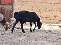 मेढ़ा, भेड़ — फ़ोटो 3