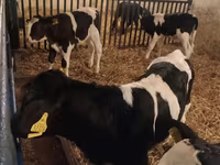 Бик, Russian Black pied cattle — фото 3