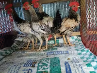 Chickens — फ़ोटो 5