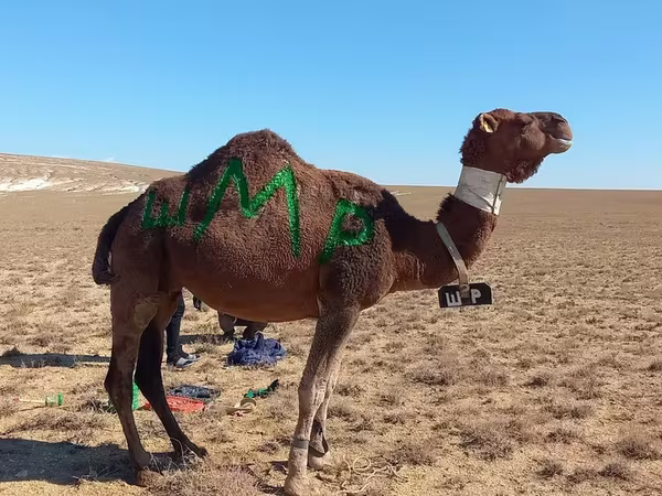 公骆驼, Arvana camel