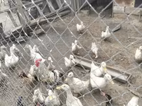 Ducks — photo 2