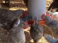 Chickens — 1-rasm
