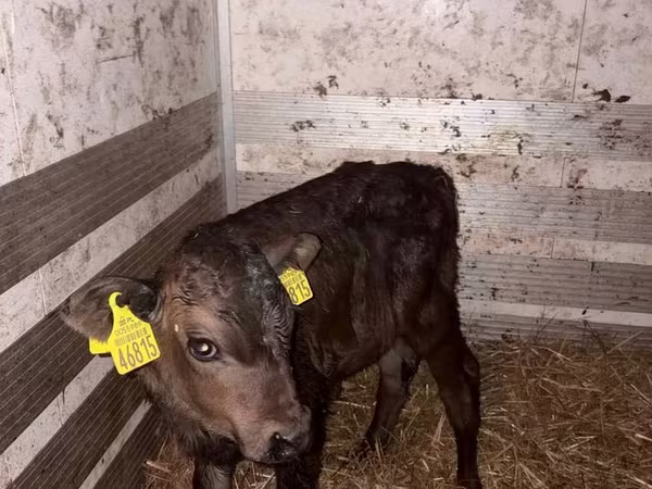 Kuh, Limousin-Kuh