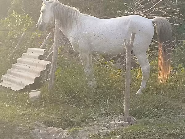 Hengst, Azerbaijan horse