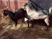 公山羊, Alpine goat — 照片 5