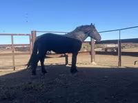 حصان, Percheron — الصورة 2