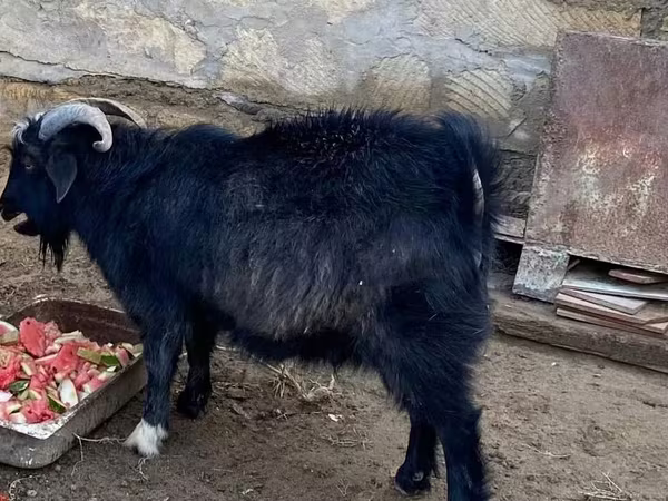 تيس, Alpine goat