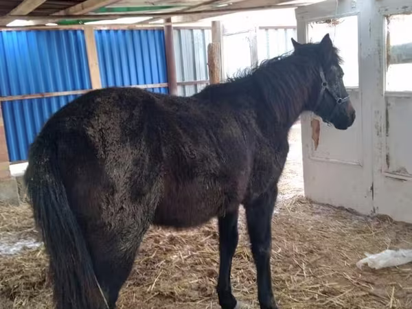 حصان, Kazakh horse