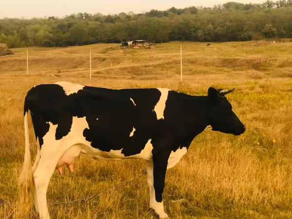 母牛, Holstein breed