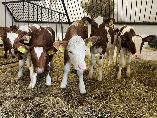 Kuh, Simmental cattle