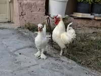Chickens — Foto 6