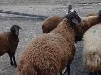 كبش, Karakul sheep — الصورة 3