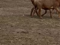Schaf, Arashan sheep — Foto 2