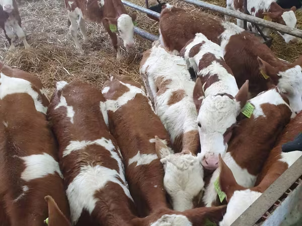 Bulle, Limousin-Kuh