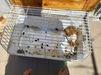 Heyvan: Dekorativ dəniz donuzu (guinea pig) Xüsusiyyətlər: - Rəng — photo 4