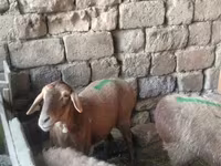 كبش, الأغنام — الصورة 3
