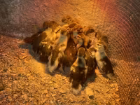 Ducks — फ़ोटो 1