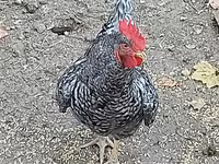 Chickens — фото 3