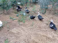 Ducks — 3-сурет