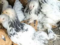 Brahma — Foto 6