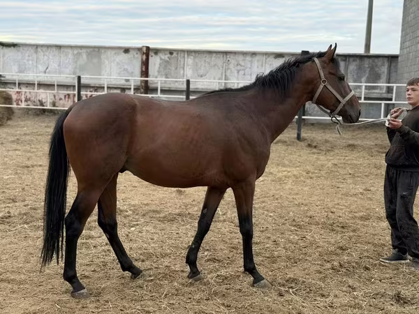 Caballo, Thoroughbred horse