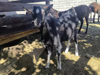 बकरा, Alpine goat — फ़ोटो 2