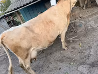 Cow, Cattle — photo 1