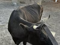 Kuh, Latvian Blue cattle — Foto 4