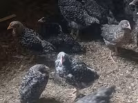 Chickens — फ़ोटो 2