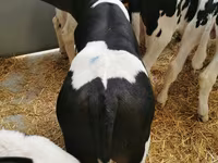 İribuynuzlu mal-qara (partiya, cinsi göstərilməyib), Simmental cattle — foto 3