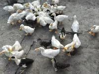 Ducks — foto 3