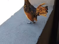 Chickens — 4-rasm
