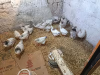 Chickens — 1-сурет