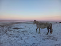 Stute, Yakutian horse — Foto 3
