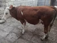 Kuh, Simmental cattle — Foto 2