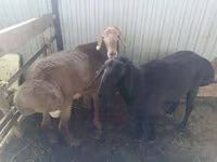 Ram, Arashan sheep — photo 1
