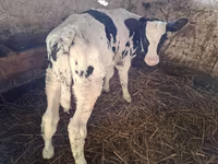 ثور, Russian Black pied cattle — الصورة 1