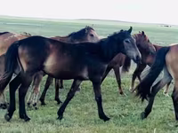At, Kazakh horse — foto 2