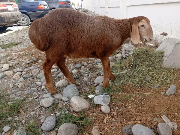 Qoʻy, Arashan sheep